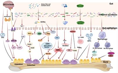 Microbiota-bone axis in ageing-related bone diseases